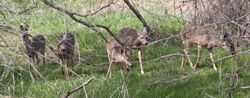 Deer 1530